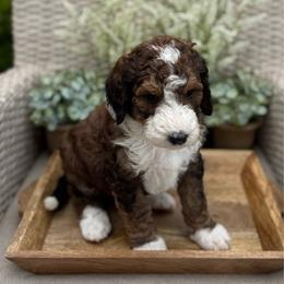 Kooper - Sable male Bernedoodle puppy in Perrysville, Ohio from Pleasant Valley Bernedoodles