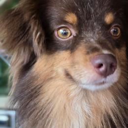 Hawk - Toy Australian Shepherd