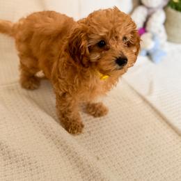 Poodle Puppies from Red Mini Poodles AZ