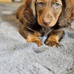 Dachshund Puppies from butter beans babies