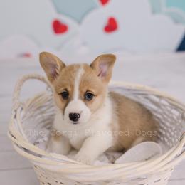 Orange collar - Red Pembroke Welsh Corgi puppy in Bakersfield, California from The Corgi Flavored Dogs