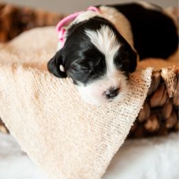 Girl 1 - Black and white female English Springer Spaniel puppy in Mooresville, North Carolina from Third Creek Springers