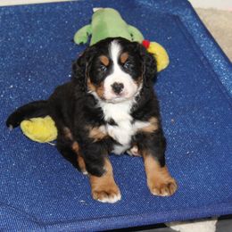 Bernese Mountain Dog Puppies from Baby Bear Bernese Kennel
