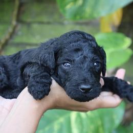 Apollo - Black male Goldendoodle puppy in Palmetto Bay, Florida from SOMIDOODLES