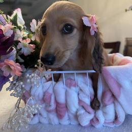 Dachshund Puppies from Dooney's Dachshunds