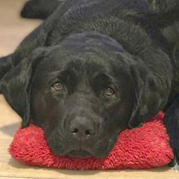 Moon - Labrador Retriever