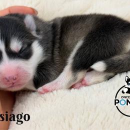 Asiago - Black and white male Pomsky puppy in Eastman, Georgia from Once Upon A Pomsky