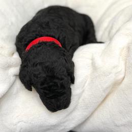 Mike - Phantom male Goldendoodle puppy in Spokane, Washington from Goldendoodles on the Prairie