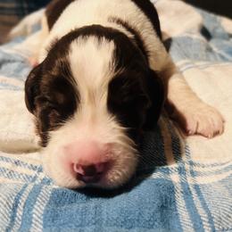 Junior - Liver and white male English Springer Spaniel puppy in Liverpool, Pennsylvania from Breezy Acres Stock & Sporting Dogs
