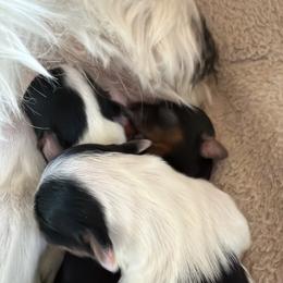 Yorkshire Terrier Puppies from Combs’ Yorkies