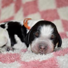 Carl Dean - Black white and tan male English Springer Spaniel puppy in Chapmansboro, Tennessee from Balthrop Bend Farms