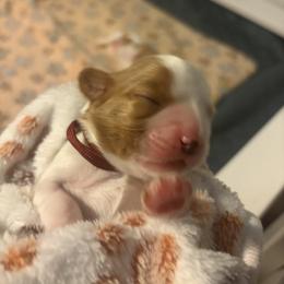 Shepherd - Blenheim male Cavalier King Charles Spaniel puppy in Gilbert, Arizona from Cacti Cavaliers