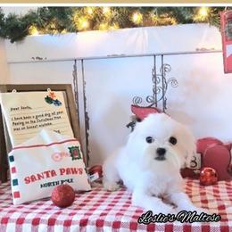 Bentley - White male Maltese puppy in Moreno Valley, California from Leslie's Maltese