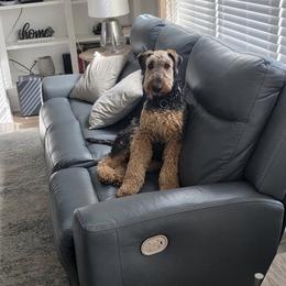 Kevin - Black and tan male Airedale Terrier puppy in Thomasville, North Carolina from Beitzel Babies