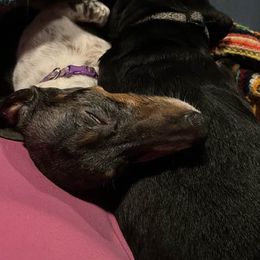 Dachshunds from Krazy for Doxies