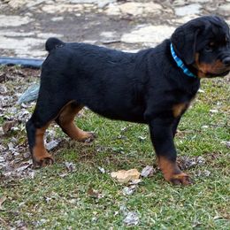 Rottweiler Puppies from Mountain High Kennels