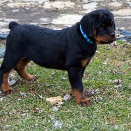 Rottweiler Puppies from Mountain High Kennels