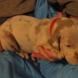 Cardigan Welsh Corgi and Great Dane Puppies from Red Oak Farm and Kennel