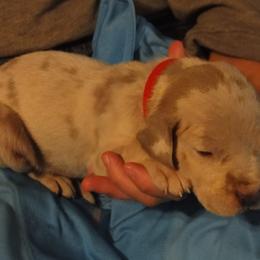 Cardigan Welsh Corgi and Great Dane Puppies from Red Oak Farm and Kennel