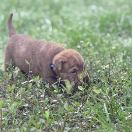 Allen - Brown male Chinese Shar-Pei puppy in Lehigh Acres, Florida from Florida Wrinkles