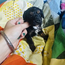 Elvis (Radar) - Black and tan male Cavapoo puppy in Battle Lake, Minnesota from Panda Puppies