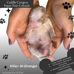 Lady Killer - Blenheim male Cavapoo puppy in Fort Lupton, Colorado from Puppy Paws Colorado