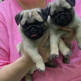 Pug Puppies from Garrick’s Precious Pugs