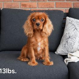 Mina - Cavalier King Charles Spaniel