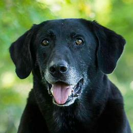 Labrador Retrievers from Brad Gross