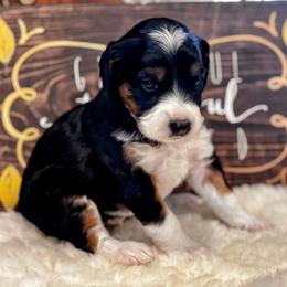 Maple - Black phantom female Aussiedoodle puppy in Orange Cove, California from Sand Creek Ranch Aussiedoodles