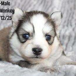 Carrot - Gray and white male Pomsky puppy in Centerville, Iowa from LJ Kennels Pomskies, LLC
