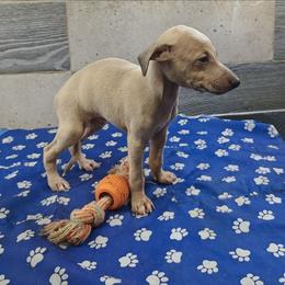 Armani - Fawn male Italian Greyhound puppy in Duncanville, Texas from Oremor's