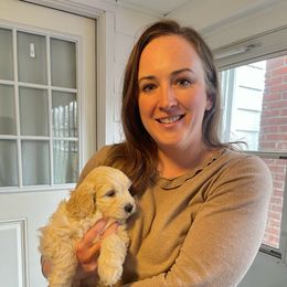 Goldendoodle Puppies from Mini Goldendoodles of New England