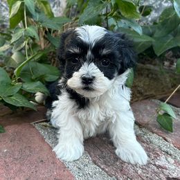 Havanese Puppies from Shadycove K9