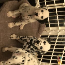 Dalmatian Puppies from Revere Dalmatians