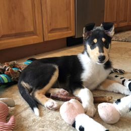 Collie Puppies from CYNDELLA COLLIES