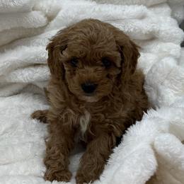 Girl 4 - female Poodle puppy in Washington, Indiana from Sugarland Puppies