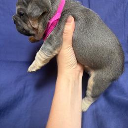 Olive - Blue female French Bulldog puppy in Springfield, Missouri from Taylor