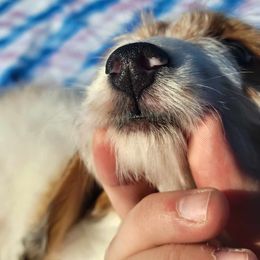 Dachshund Puppies from Grecian Kennel