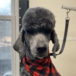 Spicer - Poodle