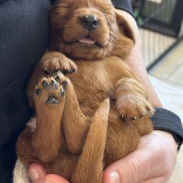 Spruce - green collar  boy - Dark golden male Golden Retriever puppy in Aumsville, Oregon from Bigfoot Goldens - AKC Registered Dark Red Goldens