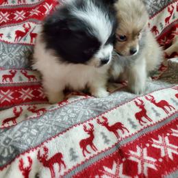 Companion Cross, Pomeranian, and Sheepadoodle Puppies from Fluffy Wonders Poms and Doodles