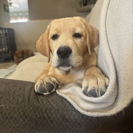 Labrador Retriever Puppies from Susan Burkey