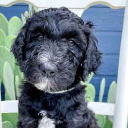 Bernedoodle, Goldendoodle, and Poodle Puppies from Penny and The Pups