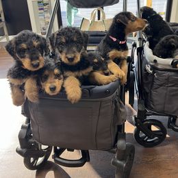 Airedale Terrier Puppies from Farm 55