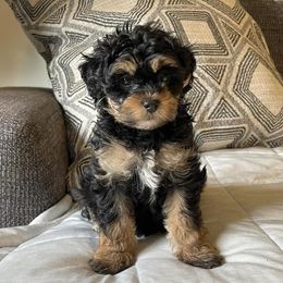 Bernedoodles from Magnolia Kennels and Farm