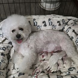 Bichon Frise puppies from Lyudmila Loves Puppies