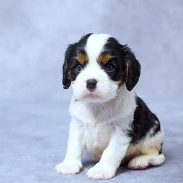 Eli - Tri-color male Cavalier King Charles Spaniel puppy in Apple Creek, Ohio from Grandeur Valley Puppies