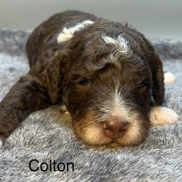 Colton - Tri-color male Bernedoodle puppy in New Ringgold, Pennsylvania from Hawk Mountain Doodles