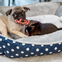 Rosie - Fawn female Pug puppy in Shady Hills, Florida from Premium Pugs